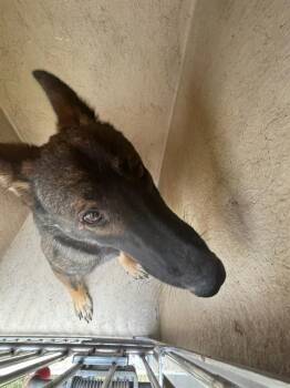 A476270 -  German Shepherd Dog Dog for Adoption in Oklahoma City, Oklahoma - A476270 | PetCurious