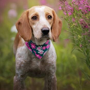 Cabbage Patch -  Beagle Dog for Adoption in Belleville, Illinois - Cabbage Patch | PetCurious
