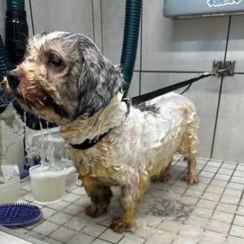 Pinky Vicky -  Terrier and Mixed Breed Dog for Adoption in New York, New York - Pinky Vicky | PetCurious