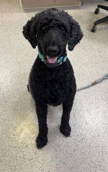 Coco Chanel -  Standard Poodle and Mixed Breed Dog for Adoption in Fishers, Indiana - Coco Chanel | PetCurious