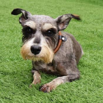 Tyla -  Miniature Schnauzer Dog for Adoption in Zionsville, Indiana - Tyla | PetCurious
