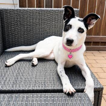 American Staffordshire Terrier and Great Pyrenees Dogs Available for Adoption in Houston, Texas - Violin | PetCurious