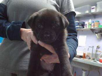 German Shepherd Dog and Mixed Breed Dogs Available for Adoption - DOROTHY | PetCurious