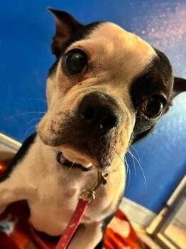 Boston Terrier Dogs Available for Adoption in Mason City, Illinois - Lily | PetCurious