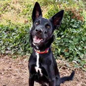 Selkie -  Shepherd and Cattle Dog Dog for Adoption in Portland, Oregon - Selkie | PetCurious