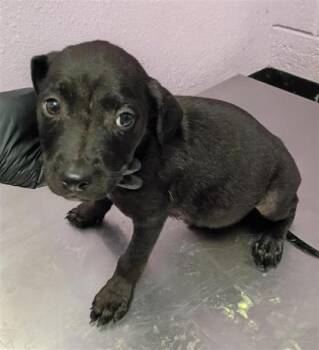 61426478 -  Mixed Breed Dog for Adoption in El Paso, Texas - 61426478 | PetCurious