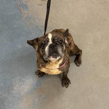 Jadis -  Mixed Breed Dog for Adoption in Memphis, Tennessee - Jadis | PetCurious