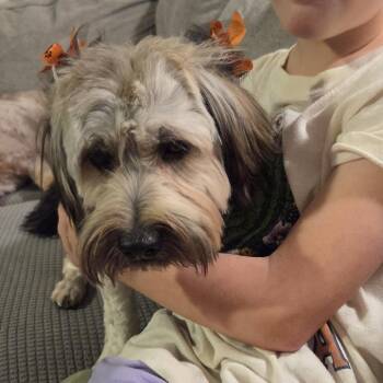 Wickett -  Yorkshire Terrier Dog for Adoption in Normal, Illinois - Wickett | PetCurious