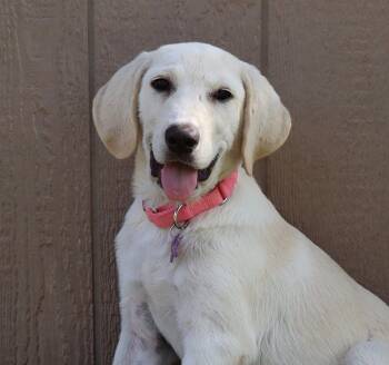 Leia -  Labrador Retriever Dog for Adoption in Fort Worth, Texas - Leia | PetCurious