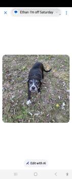 Rescue Boxer and Labrador Retriever Dogs for Adoption in Warrenton, Missouri - Roxy | PetCurious