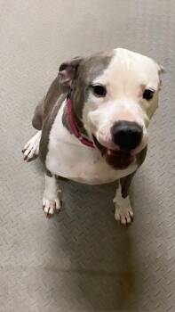 Staffordshire Bull Terrier Dogs Available for Adoption - Journey  | PetCurious