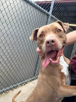 Pit Bull Terrier Dogs Available for Adoption in Chicago, Illinois - Roxyrama | PetCurious