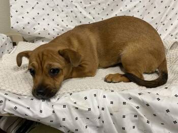 Dachshund and Chihuahua Dogs Available for Adoption in Modesto, California - A609846 | PetCurious
