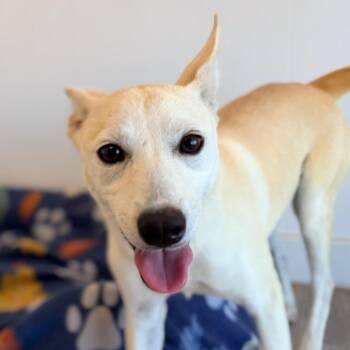 Harriet -  Carolina Dog and Mixed Breed Dog for Adoption in Green Bay, Wisconsin - Harriet | PetCurious