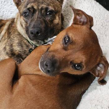 Frankie Beans -  American Bulldog and Corgi Dog for Adoption in Fishers, Indiana - Frankie Beans | PetCurious