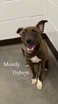 Moody -  Pit Bull Terrier and Husky Dog for Adoption in Clarksville, Tennessee - Moody | PetCurious