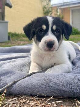 Hound and Great Pyrenees Dogs Available for Adoption - Mona | PetCurious