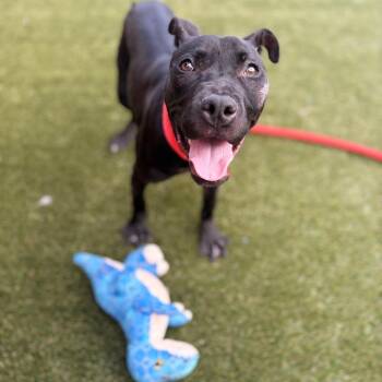 Gypsy -  Mixed Breed Dog for Adoption in Philadelphia, Pennsylvania - Gypsy | PetCurious