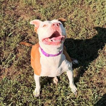 Lola (ID 28682) -  Pit Bull Terrier Dog for Adoption in Manassas, Virginia - Lola (ID 28682) | PetCurious