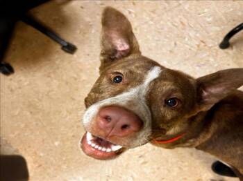 GENERAL -  Labrador Retriever and Mixed Breed Dog for Adoption in Tulsa, Oklahoma - GENERAL | PetCurious