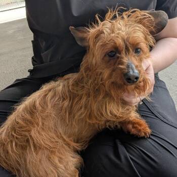 Beauty -  Yorkshire Terrier Dog for Adoption in Emporia, Kansas - Beauty | PetCurious