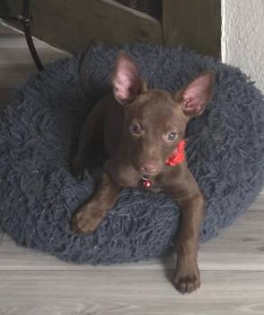 Stewie -  Chihuahua Dog for Adoption in Penryn, California - Stewie | PetCurious