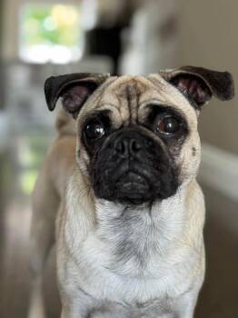 Mac -  Pug Dog for Adoption in Winnipeg, Manitoba - Mac | PetCurious