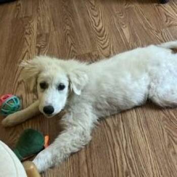 Lacy -  Great Pyrenees Dog for Adoption in Concord, North Carolina - Lacy | PetCurious