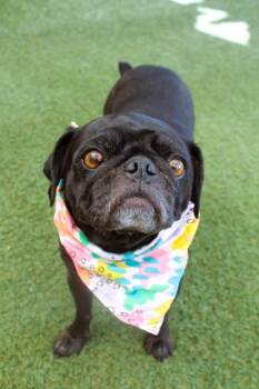 Edwina -  Pug Dog for Adoption in Gardena, California - Edwina | PetCurious