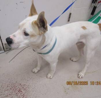 (828) -  Pit Bull Terrier and Shepherd Dog for Adoption in Marietta, Georgia - (828) | PetCurious