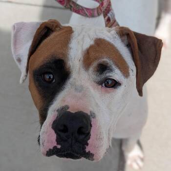 Mixed Breed Dogs Available for Adoption in Naperville, Illinois - Bozo | PetCurious