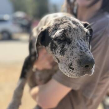 Catahoula Leopard Dog Dogs Available for Adoption - Murphy | PetCurious