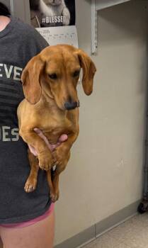 26-0393D -  Dachshund Dog for Adoption in Sorrento, Louisiana - 26-0393D | PetCurious