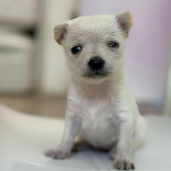 Luna/Sugar -  Chihuahua Dog for Adoption in San Pablo, California - Luna/Sugar | PetCurious