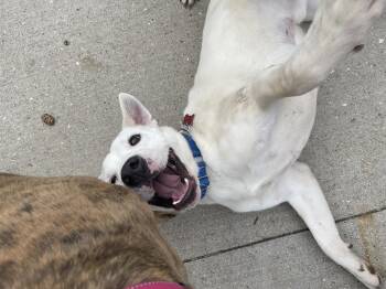 Labrador Retriever and Mixed Breed Dogs Available for Adoption in Clinton, Wisconsin - Cole | PetCurious