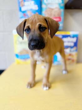 Honey Nut Cheerios -  Mixed Breed Dog for Adoption in Effingham, Illinois - Honey Nut Cheerios | PetCurious