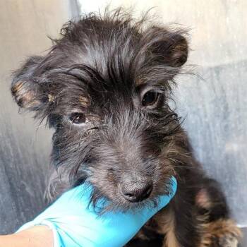 BENSON -  Terrier Dog for Adoption in San Antonio, Texas - BENSON | PetCurious