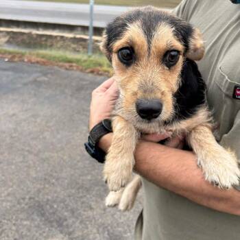 Rescue Terrier Dogs for Adoption in Rockville, Maryland - Elton | PetCurious