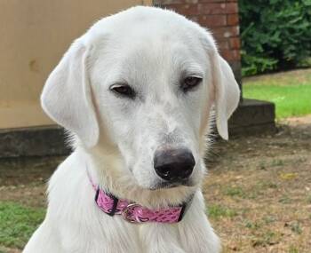 Rescue Akbash and Great Pyrenees Dogs for Adoption in Quinlan, Texas - Lillie DFW | PetCurious