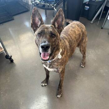Rescue Dutch Shepherd and Mixed Breed Dogs for Adoption in Normal, Illinois - Odin | PetCurious