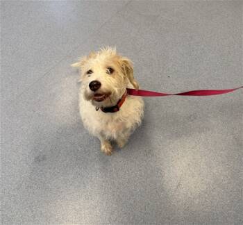 Rescue Border Terrier Dogs for Adoption in San Jose, California - FINN | PetCurious