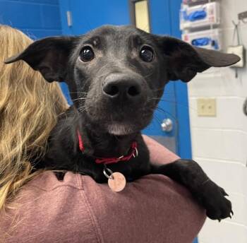 Juliette -  Pit Bull Terrier Dog for Adoption in Golden, Colorado - Juliette | PetCurious