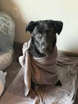 Black Labrador Retriever Dogs Available for Adoption in Stillwater, Oklahoma - Chief | PetCurious