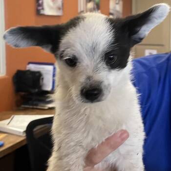Mickey -  Poodle and Chihuahua Dog for Adoption in Goleta, California - Mickey | PetCurious