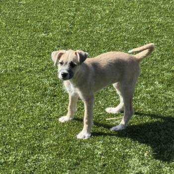 Shepherd Dogs Available for Adoption - Honey | PetCurious