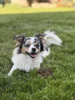 Hank -  Chihuahua Dog for Adoption in Mississauga, Ontario - Hank | PetCurious