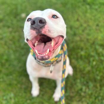 Stella Chalupa -  Mixed Breed Dog for Adoption in Davenport, Iowa - Stella Chalupa | PetCurious
