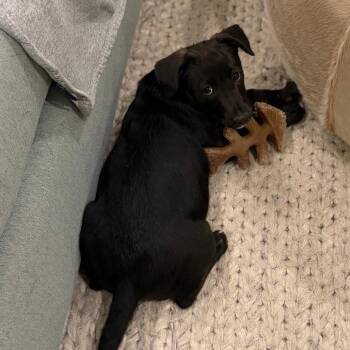 Shepherd and Mixed Breed Dogs Available for Adoption in Parker, Colorado - 545 (2026) Summit | PetCurious