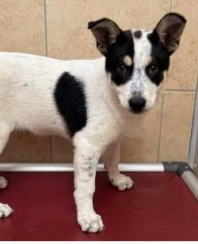 Lynn -  Mixed Breed Dog for Adoption in West Chester, Pennsylvania - Lynn | PetCurious