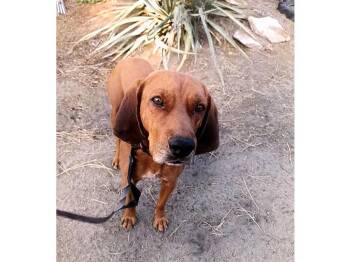 Johnny Walker Red (AZ) -  Redbone Coonhound Dog for Adoption - Johnny Walker Red (AZ) | PetCurious
